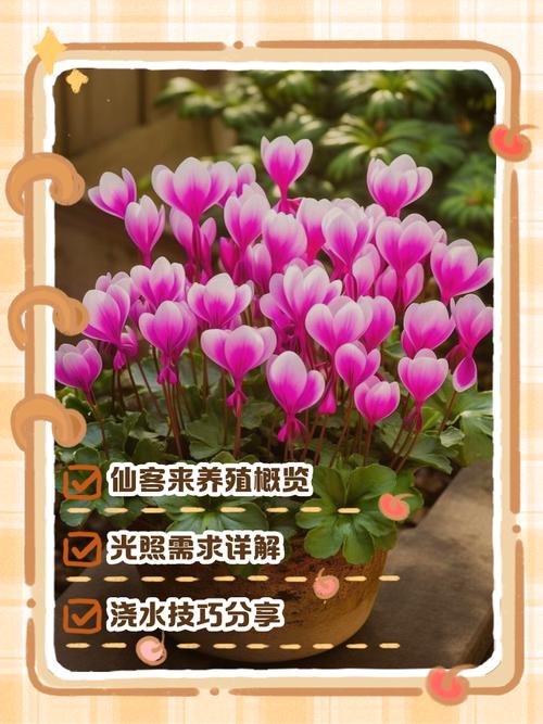 仙客来怎样施肥，仙客来施肥时间-第4张图片-优品飞百科