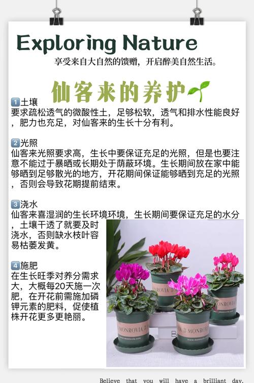 仙客来怎样施肥，仙客来施肥时间-第5张图片-优品飞百科