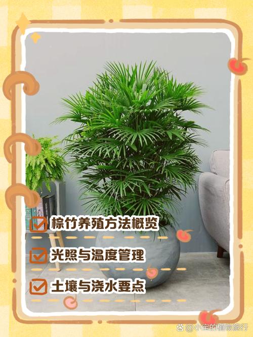家中的棕竹怎么摆放好？棕竹应该放在客厅的哪里？