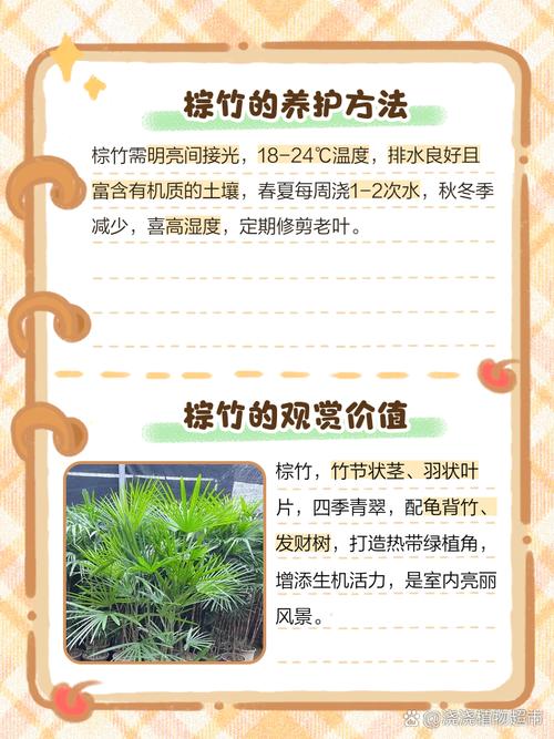 家中的棕竹怎么摆放好？棕竹应该放在客厅的哪里？-第4张图片-优品飞百科