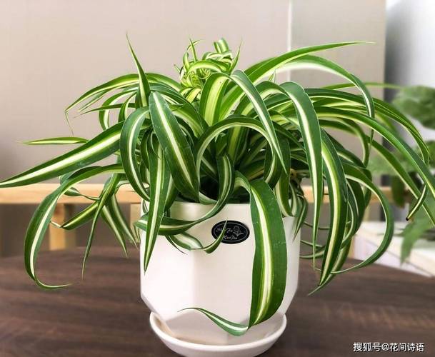 8款适合摆放在卧室的吸毒植物，让你越来越健康？哪些植物无毒适合养在卧室？-第3张图片-优品飞百科