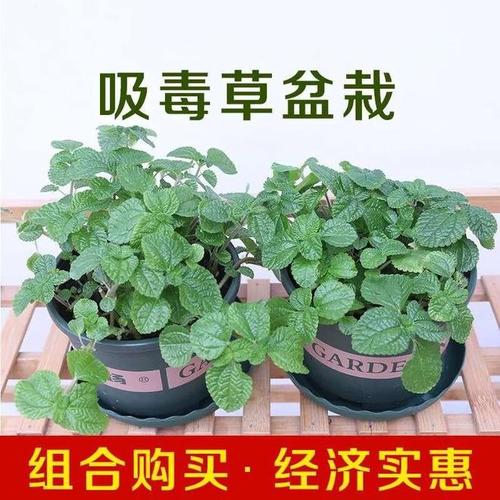8款适合摆放在卧室的吸毒植物，让你越来越健康？哪些植物无毒适合养在卧室？-第4张图片-优品飞百科