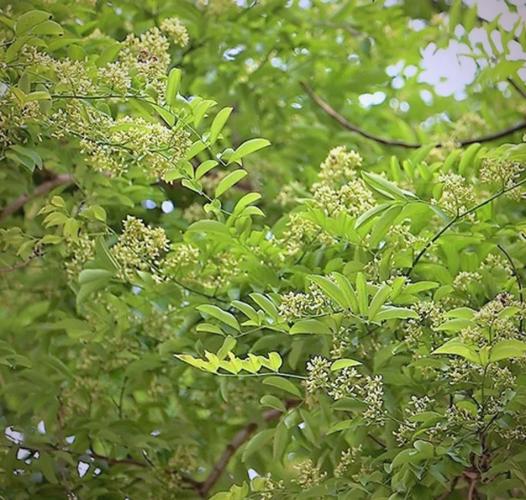 梨花木是什么树，梨花木属于什么木？-第2张图片-优品飞百科