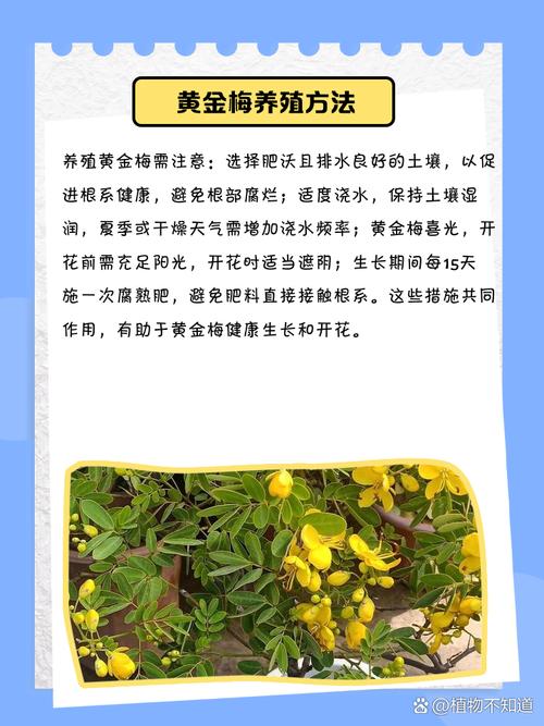 金丝梅的养殖方法和注意事项？金丝梅老桩？-第2张图片-优品飞百科
