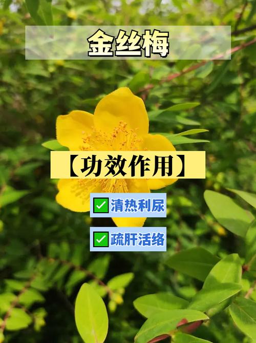 金丝梅的养殖方法和注意事项？金丝梅老桩？-第3张图片-优品飞百科