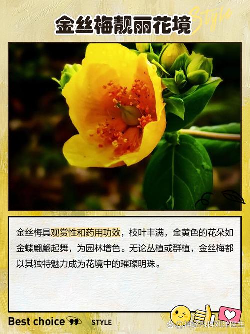 金丝梅的养殖方法和注意事项？金丝梅老桩？-第5张图片-优品飞百科