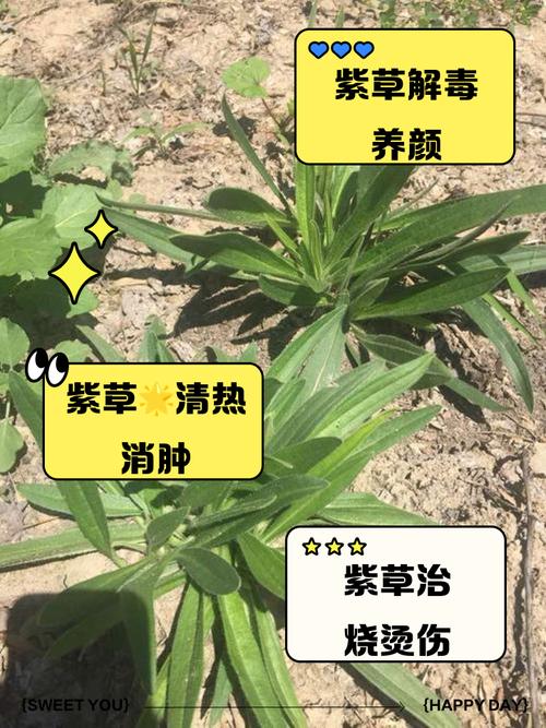 紫草的功效与作用，紫草的功效与作用与主治？