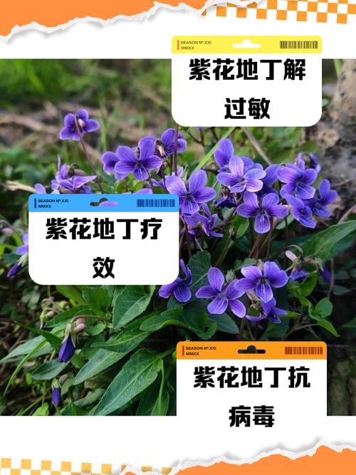 紫草的功效与作用，紫草的功效与作用与主治？-第4张图片-优品飞百科