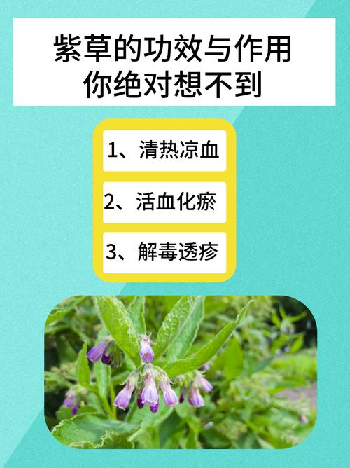 紫草的功效与作用，紫草的功效与作用与主治？-第6张图片-优品飞百科