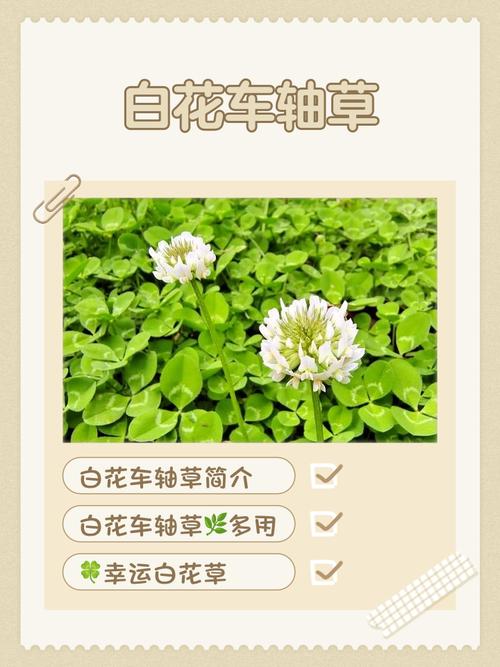 白车轴草常见虫害及防治方法？白车轴草怎么养？