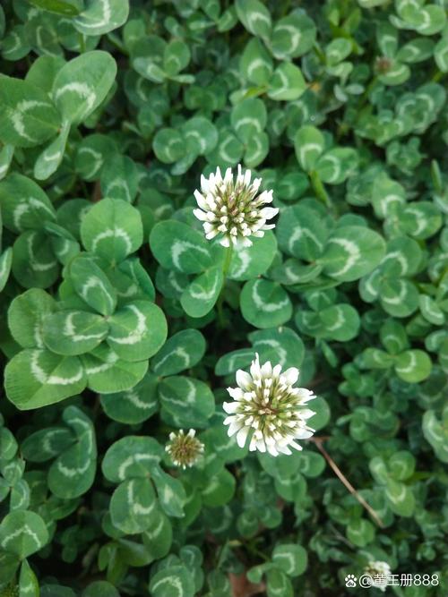 白车轴草常见虫害及防治方法？白车轴草怎么养？-第3张图片-优品飞百科