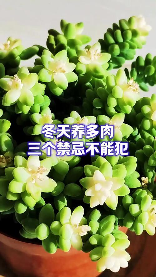 多肉冬天会徒长吗？多肉冬天会枯萎吗？-第3张图片-优品飞百科