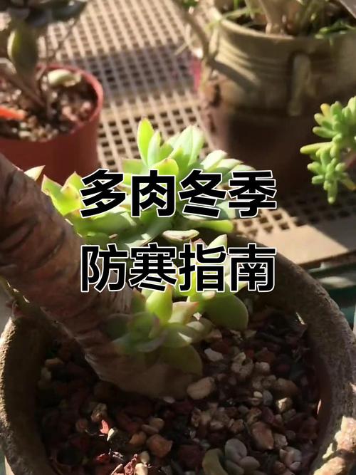 多肉冬天会徒长吗？多肉冬天会枯萎吗？-第5张图片-优品飞百科
