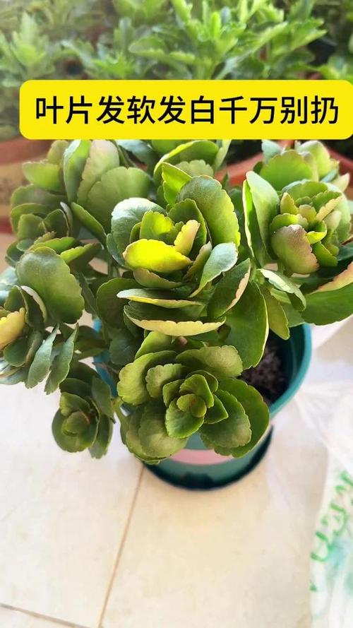 长寿花叶子变软变薄怎么办，长寿花叶子变软了怎么回事？-第2张图片-优品飞百科