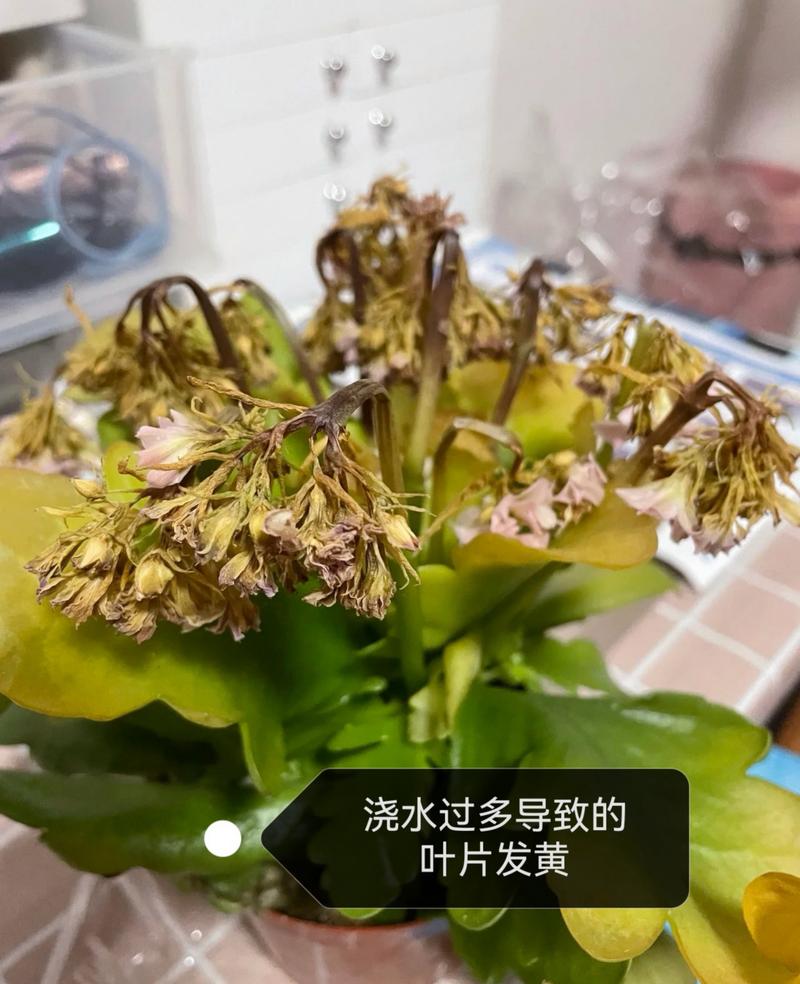 长寿花叶子变软变薄怎么办，长寿花叶子变软了怎么回事？-第3张图片-优品飞百科