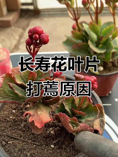 长寿花叶子变软变薄怎么办，长寿花叶子变软了怎么回事？-第5张图片-优品飞百科