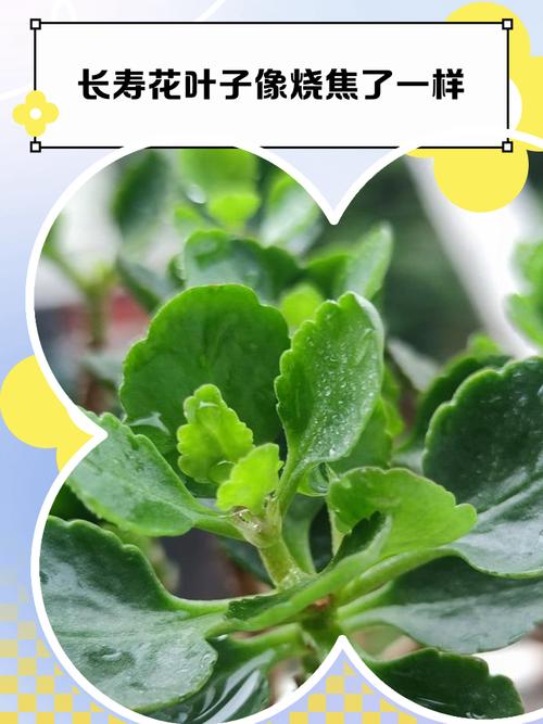 长寿花叶子变软变薄怎么办，长寿花叶子变软了怎么回事？-第6张图片-优品飞百科