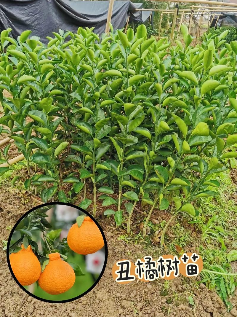 丑橘为什么叫丑橘，适合在什么地方栽种，丑橘是什么地方产的-第3张图片-优品飞百科