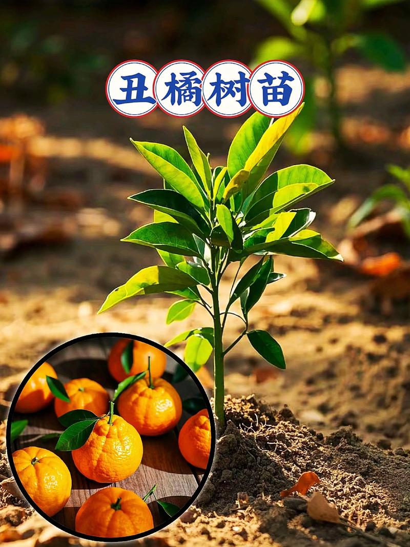 丑橘为什么叫丑橘，适合在什么地方栽种，丑橘是什么地方产的-第4张图片-优品飞百科