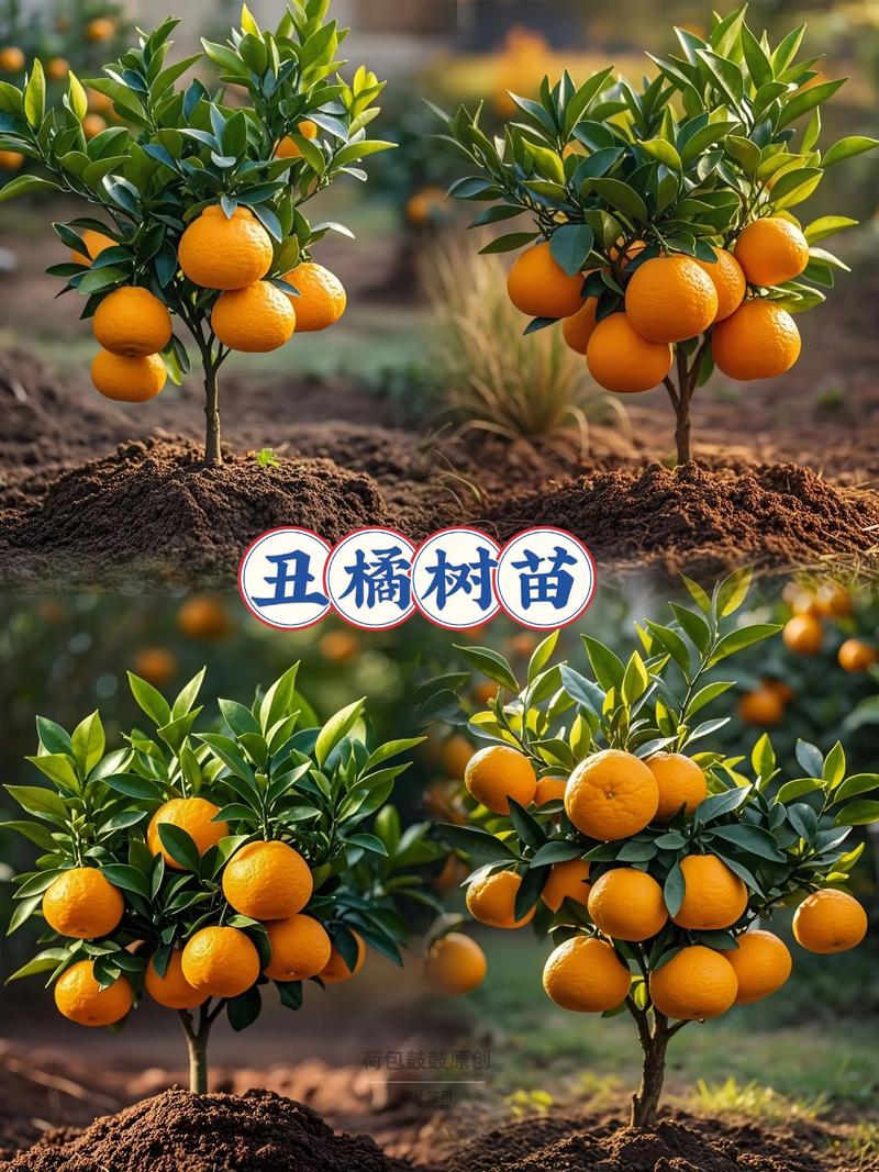 丑橘为什么叫丑橘，适合在什么地方栽种，丑橘是什么地方产的-第6张图片-优品飞百科