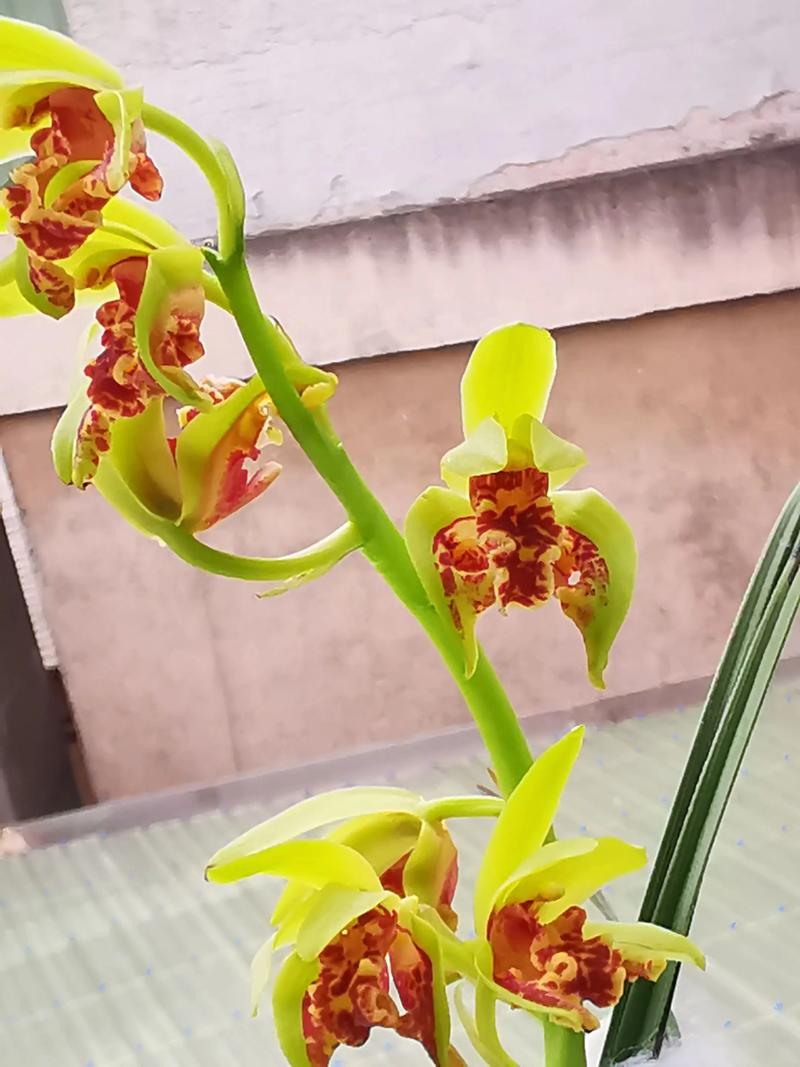 兰花对花盆有什么要求，兰花养殖盆的要求-第3张图片-优品飞百科