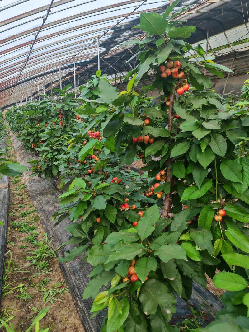 樱桃南方可以种植吗，樱桃在南方种什么品种比较好?？-第2张图片-优品飞百科