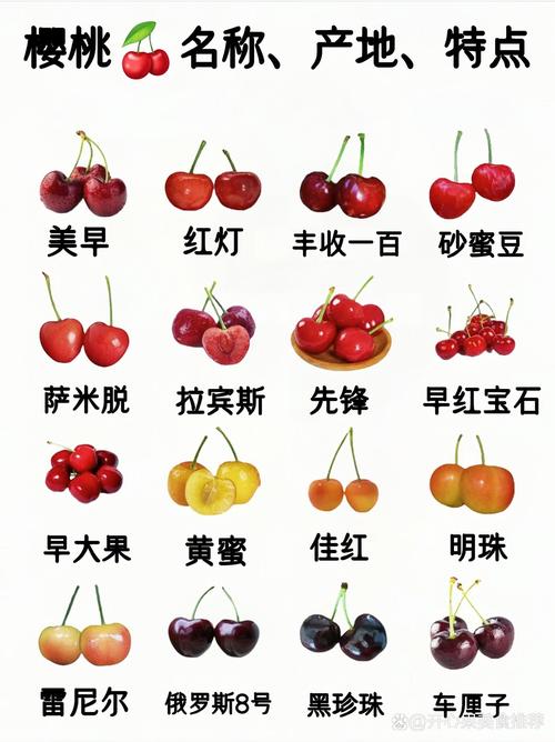 樱桃南方可以种植吗，樱桃在南方种什么品种比较好?？-第4张图片-优品飞百科