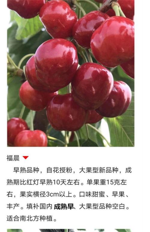 樱桃南方可以种植吗，樱桃在南方种什么品种比较好?？-第5张图片-优品飞百科