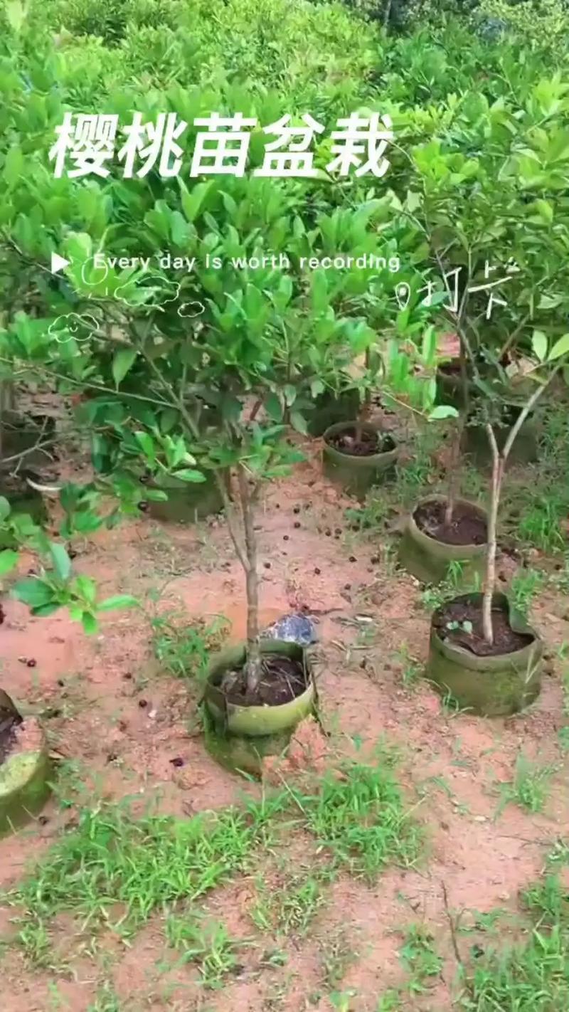 樱桃南方可以种植吗，樱桃在南方种什么品种比较好?？-第6张图片-优品飞百科
