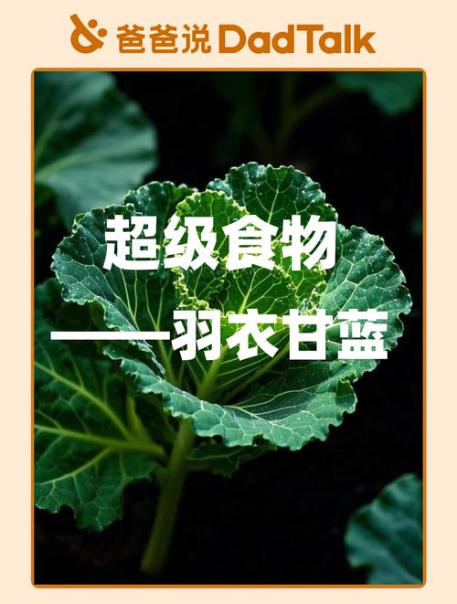 羽衣甘蓝的功效和作用？羽衣甘蓝的食用方法？-第3张图片-优品飞百科