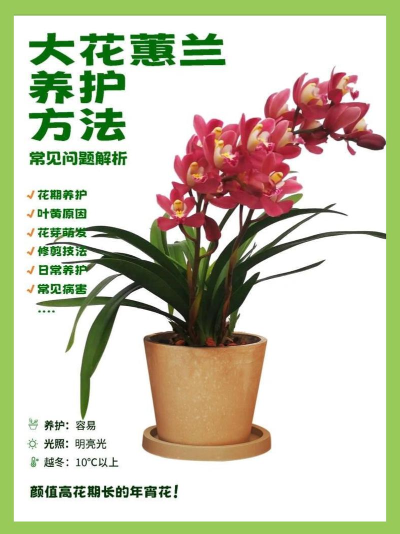 蕙兰的花语和象征意义，蕙兰花的寓意象征？-第1张图片-优品飞百科