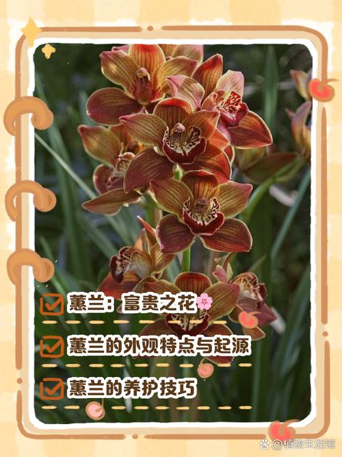 蕙兰的花语和象征意义，蕙兰花的寓意象征？-第2张图片-优品飞百科