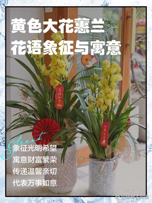 蕙兰的花语和象征意义，蕙兰花的寓意象征？-第3张图片-优品飞百科