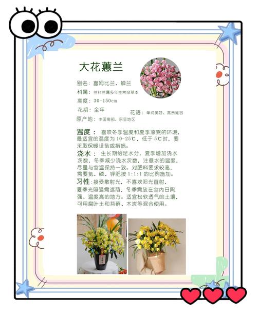 蕙兰的花语和象征意义，蕙兰花的寓意象征？-第4张图片-优品飞百科