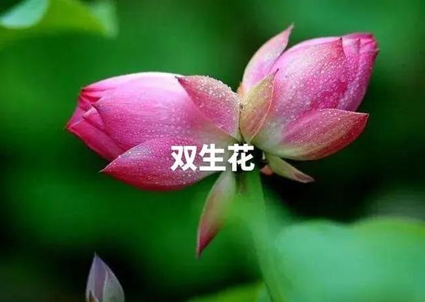 蕙兰的花语和象征意义，蕙兰花的寓意象征？-第5张图片-优品飞百科