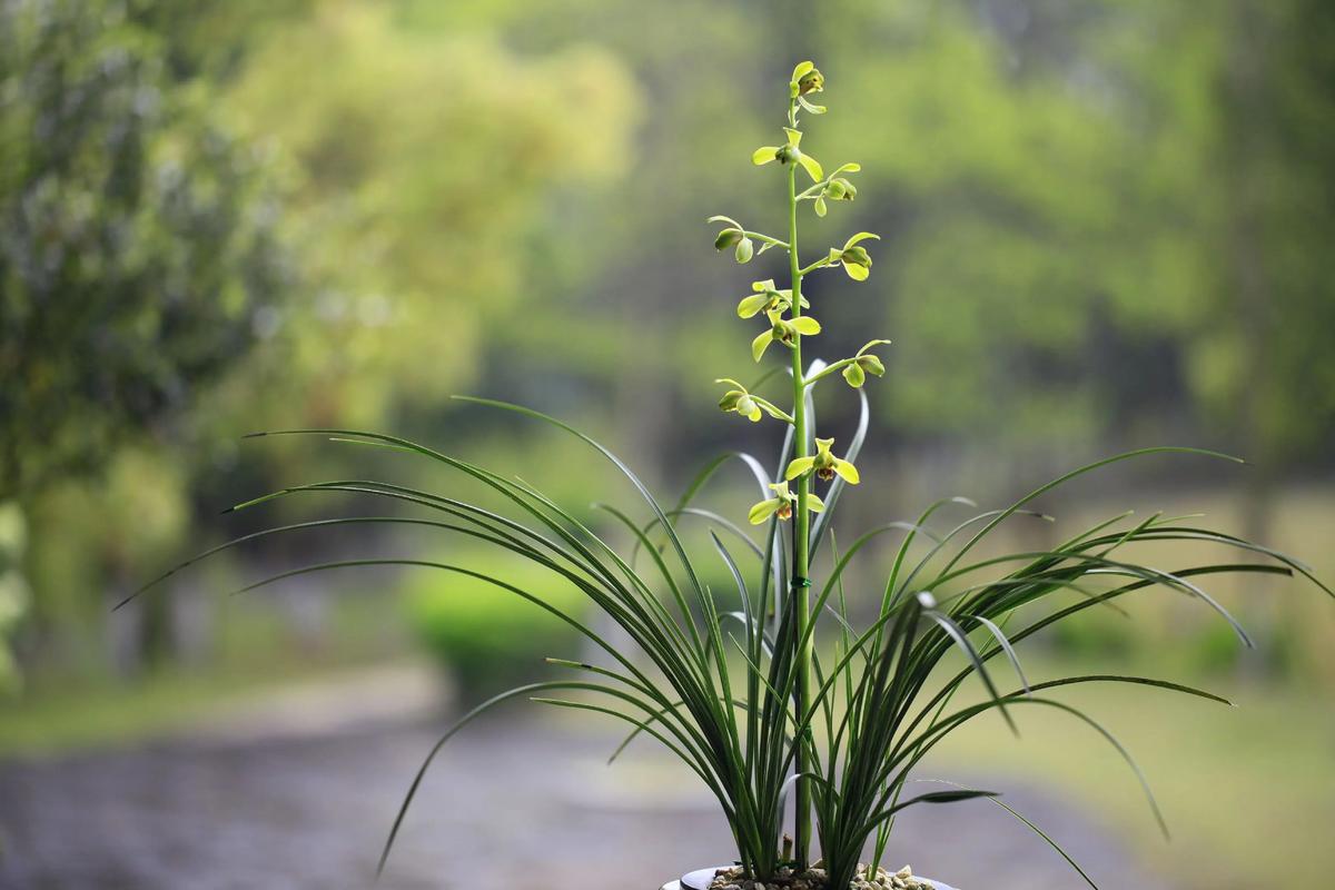 蕙兰的花语和象征意义，蕙兰花的寓意象征？-第6张图片-优品飞百科