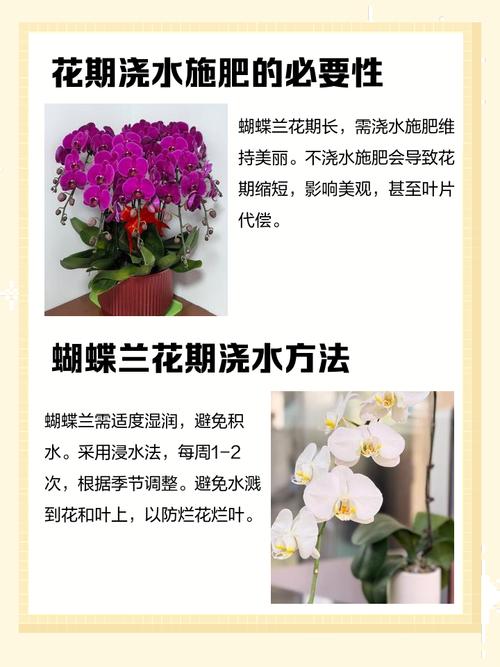 蝴蝶兰开花时能施肥吗，蝴蝶兰花谢后怎么处理-第2张图片-优品飞百科