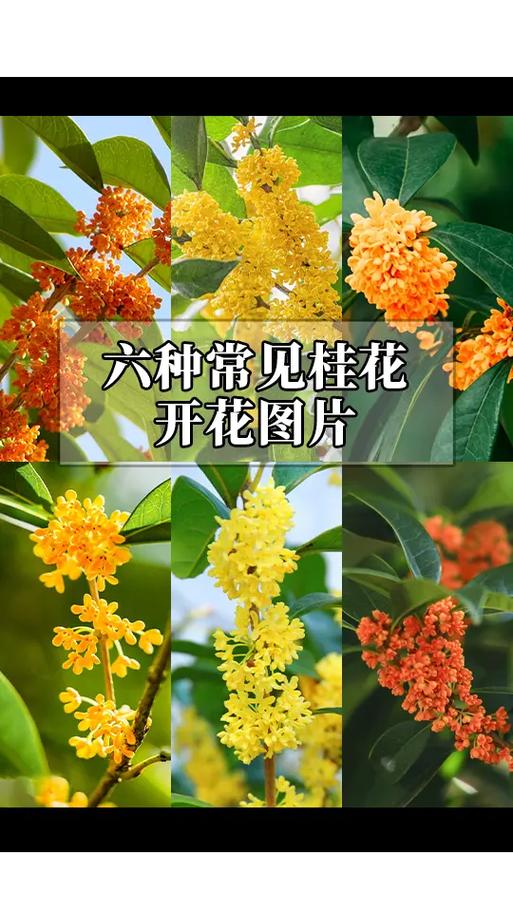桂花什么时候开花？桂花什么时候开花季节？-第3张图片-优品飞百科