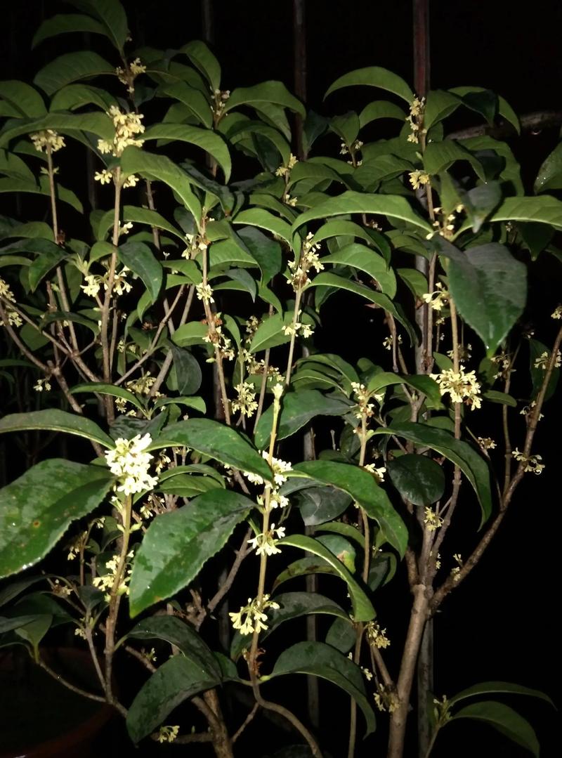 桂花什么时候开花？桂花什么时候开花季节？-第4张图片-优品飞百科