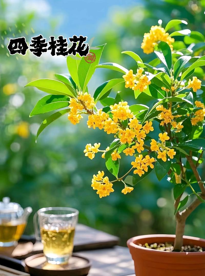 桂花什么时候开花？桂花什么时候开花季节？-第6张图片-优品飞百科
