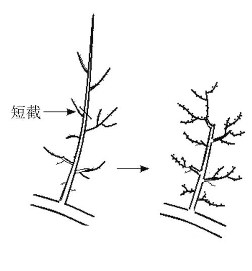 苹果树修剪方法，苹果树修剪方法全过程视频-第1张图片-优品飞百科