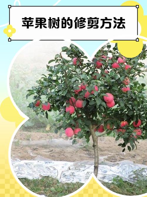 苹果树修剪方法，苹果树修剪方法全过程视频-第2张图片-优品飞百科