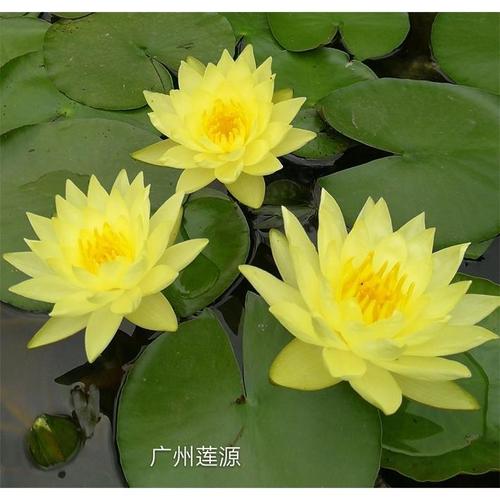 睡莲的病害防治，睡莲的病害防治技术-第2张图片-优品飞百科
