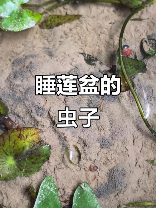 睡莲的病害防治，睡莲的病害防治技术-第3张图片-优品飞百科