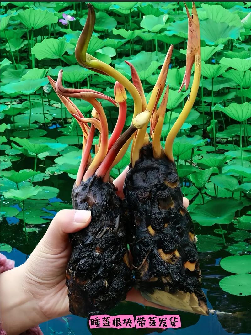 睡莲的病害防治，睡莲的病害防治技术-第4张图片-优品飞百科