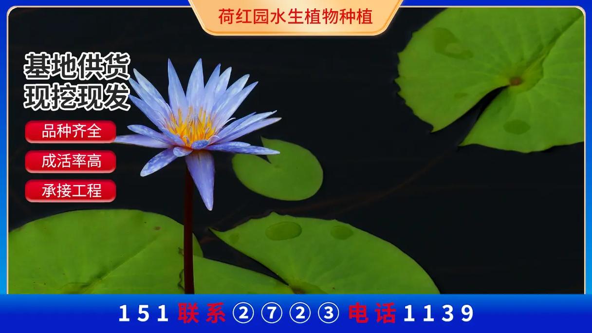 睡莲的病害防治，睡莲的病害防治技术-第6张图片-优品飞百科