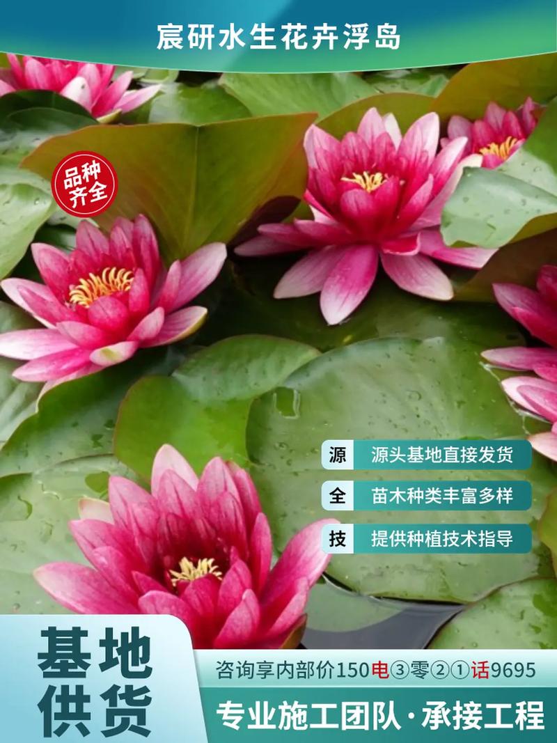 睡莲的病害防治，睡莲的病害防治技术-第7张图片-优品飞百科