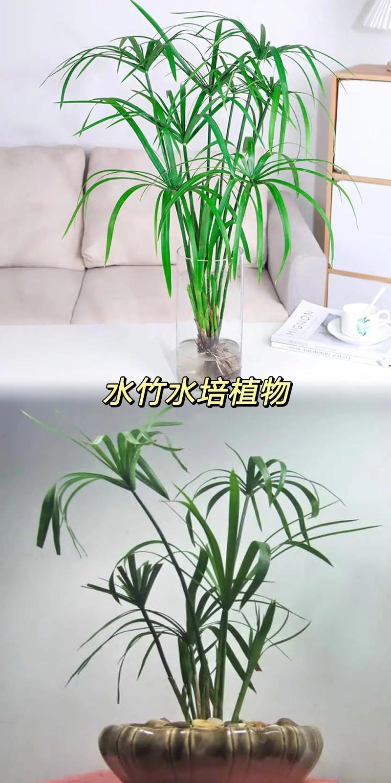 水竹的养殖方法和注意事项，水竹叶子发黄怎么补救-第2张图片-优品飞百科
