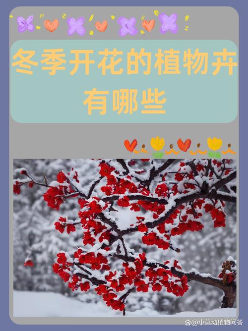 如何使春兰在圣诞开花，怎样使春兰在春节开花？-第4张图片-优品飞百科