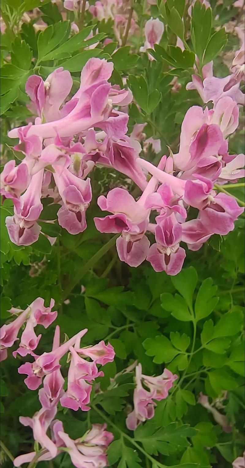 硫华菊与金鸡菊的区别？硫华菊种子多少钱一斤？-第2张图片-优品飞百科